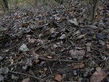 Armillaria gallica image
