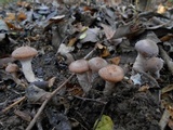 Armillaria gallica image