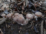 Armillaria gallica image