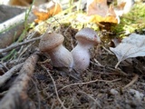 Armillaria gallica image