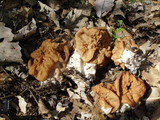 Gyromitra brunnea image