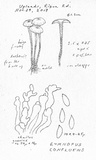Gymnopus confluens image