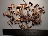 Gymnopus confluens image