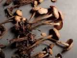 Gymnopus confluens image