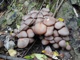 Armillaria gallica image