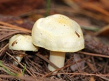 Hygrophorus chrysodon image
