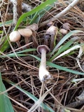 Laccaria oblongospora image