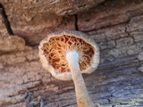 Lentinus tigrinus image