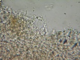Gymnopus confluens image