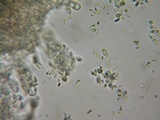 Gymnopus confluens image