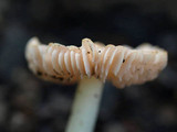 Hygrocybe calyptriformis var. calyptriformis image