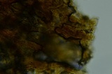 Gymnopus subnudus image