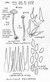 Alnicola paludosa image