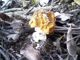 Gyromitra korfii image
