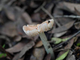 Hygrocybe calyptriformis var. calyptriformis image