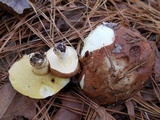 Suillus brevipes image