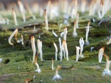 Multiclavula mucida image
