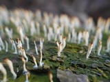 Multiclavula mucida image