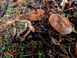 Hebeloma collariatum image