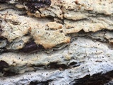 Phlebiopsis gigantea image
