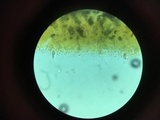 Phlebiopsis gigantea image
