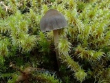 Mycena cinerella image