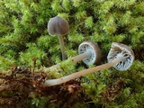 Mycena cinerella image