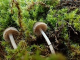 Mycena cinerella image