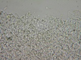 Mycena cinerella image