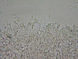 Mycena cinerella image