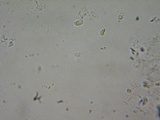 Mycena cinerella image