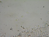Mycena cinerella image