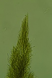 Harpographium fasciculatum image