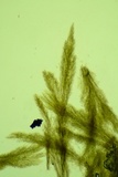 Harpographium fasciculatum image