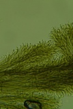 Harpographium fasciculatum image