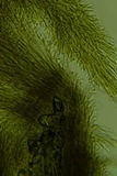 Harpographium fasciculatum image
