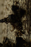Harpographium fasciculatum image