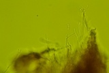 Fuscocerrena portoricensis image