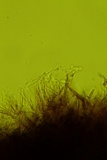 Fuscocerrena portoricensis image