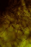 Fuscocerrena portoricensis image