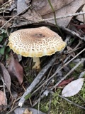 Lepiota spheniscispora image