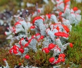 Cladonia incrassata image
