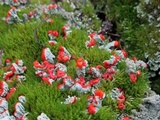Cladonia incrassata image