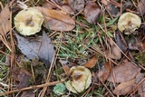 Hygrophorus hypothejus image