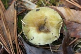 Hygrophorus hypothejus image