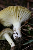 Hygrophorus hypothejus image