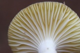 Hygrophorus hypothejus image