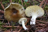 Hygrophorus hypothejus image