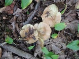 Tricholoma palustre image