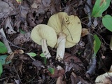 Tricholoma palustre image